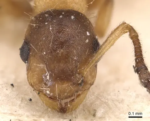 Temnothorax kraussei - CASENT0904776