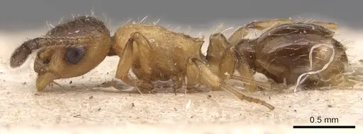 Temnothorax kraussei - CASENT0904776