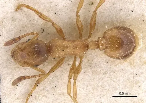 Temnothorax kraussei - CASENT0909067