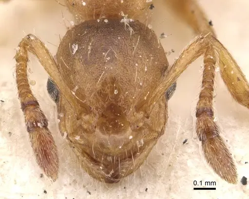 Temnothorax kraussei - CASENT0909067