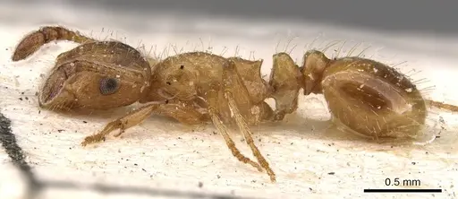 Temnothorax kraussei - CASENT0909067