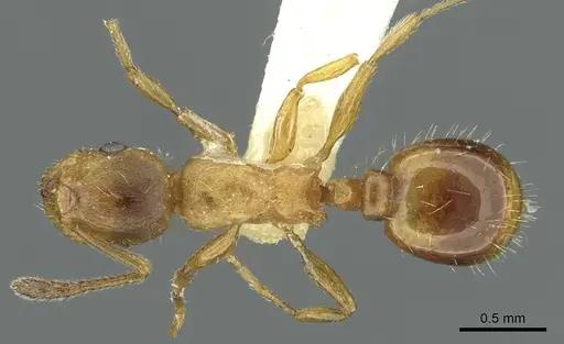 Temnothorax kraussei - CASENT0912886
