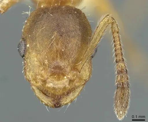 Temnothorax kraussei - CASENT0912886