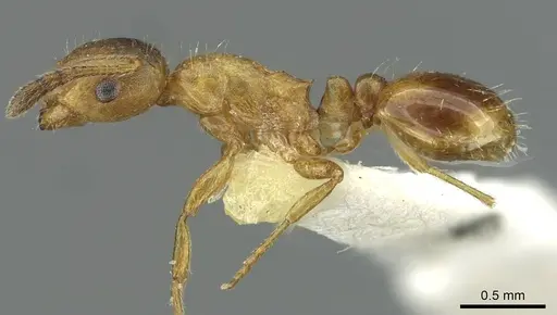 Temnothorax kraussei - CASENT0912886