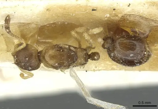 Temnothorax kraussei - CASENT0912887