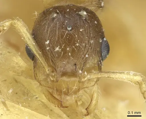 Temnothorax kraussei - CASENT0912887