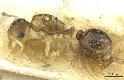 Temnothorax kraussei - CASENT0912887