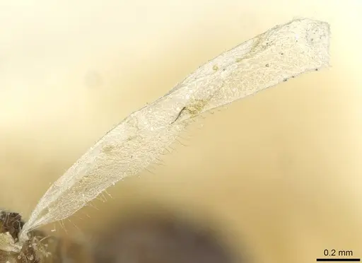 Temnothorax kraussei - CASENT0912887