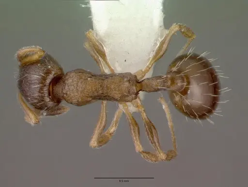 Temnothorax kubira specimen