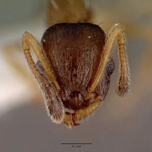 Temnothorax kubira specimen