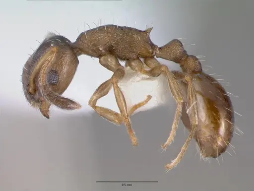 Temnothorax kubira specimen