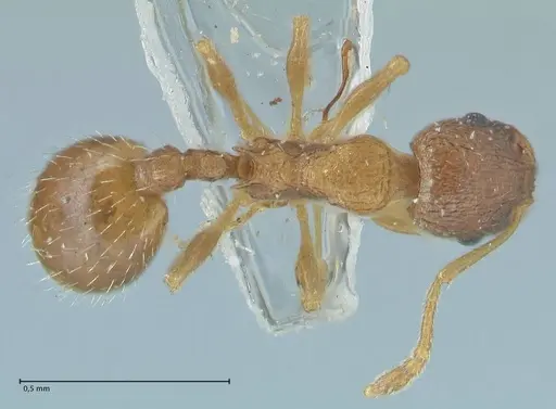 Temnothorax kubira - FOCOL1860