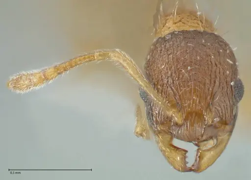 Temnothorax kubira - FOCOL1860