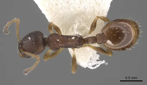 Temnothorax kurilensis specimen