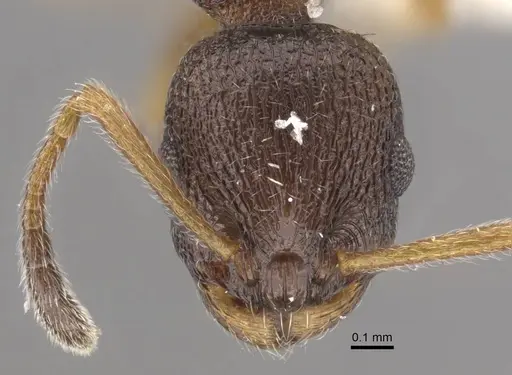 Temnothorax kurilensis specimen