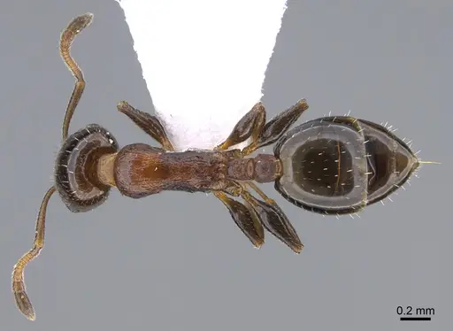 Temnothorax kykkos specimen