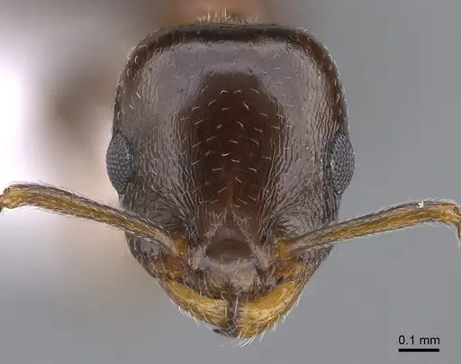 Temnothorax kykkos specimen