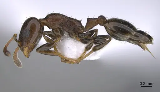 Temnothorax kykkos specimen