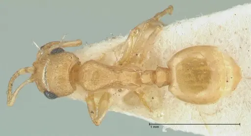 Temnothorax laciniatus specimen