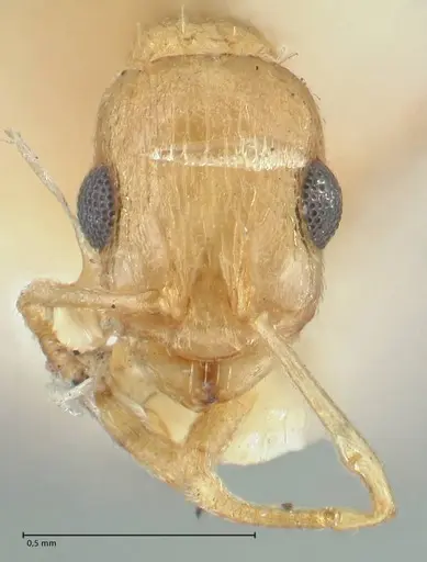 Temnothorax laciniatus specimen
