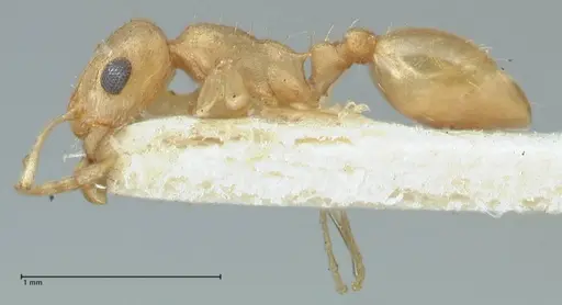 Temnothorax laciniatus specimen