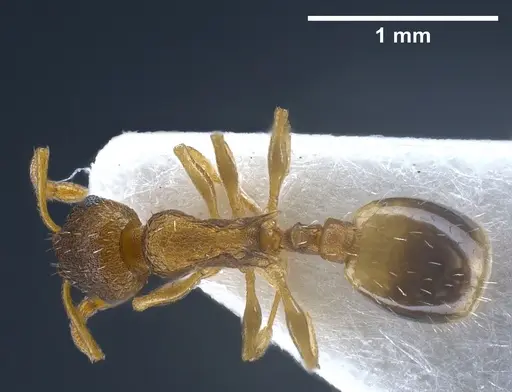 Temnothorax laconicus specimen