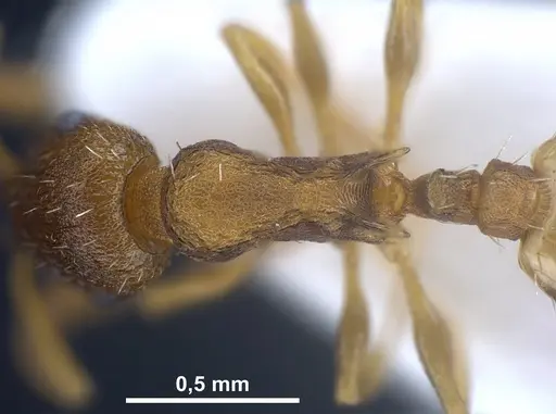 Temnothorax laconicus specimen