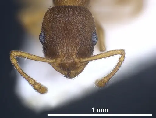 Temnothorax laconicus specimen