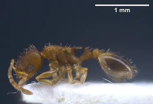 Temnothorax laconicus - ANTWEB1041299