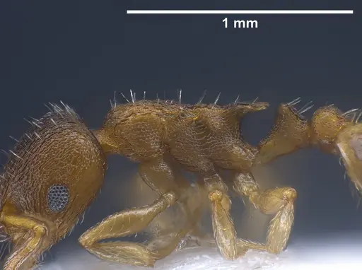 Temnothorax laconicus - ANTWEB1041299