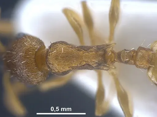 Temnothorax laconicus - ANTWEB1041462