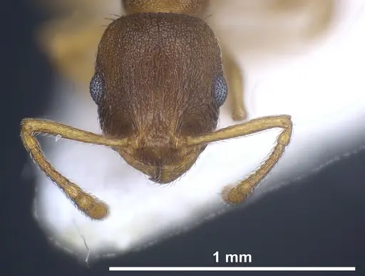 Temnothorax laconicus - ANTWEB1041462