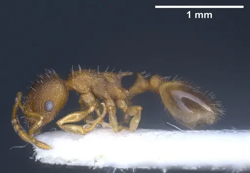 Temnothorax laconicus - ANTWEB1041462