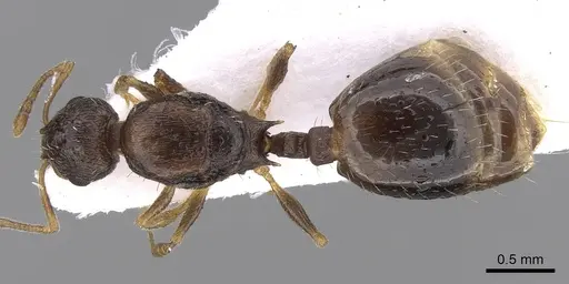 Temnothorax laconicus - CASENT0906049