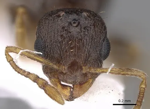 Temnothorax laconicus - CASENT0906049