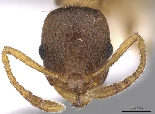 Temnothorax laconicus - CASENT0906050