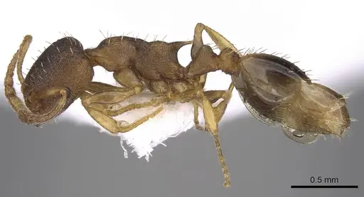 Temnothorax laconicus - CASENT0906050