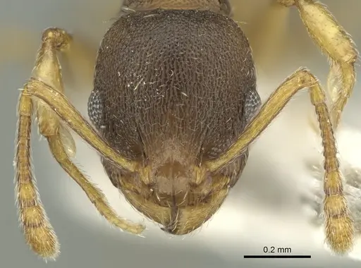 Temnothorax laconicus - CASENT0906682