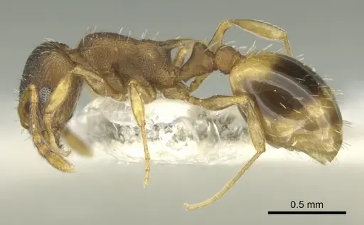 Temnothorax laconicus - CASENT0906682