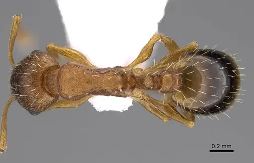 Temnothorax laconicus - CASENT0914249