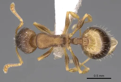 Temnothorax laconicus - CASENT0914696