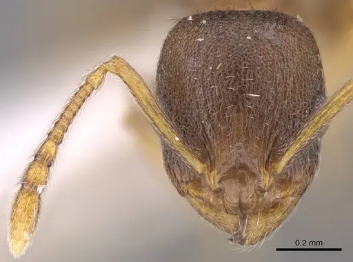 Temnothorax laconicus - CASENT0914696