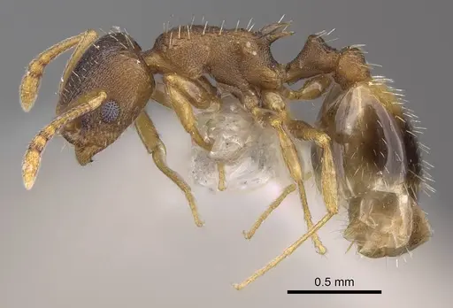 Temnothorax laconicus - CASENT0914696