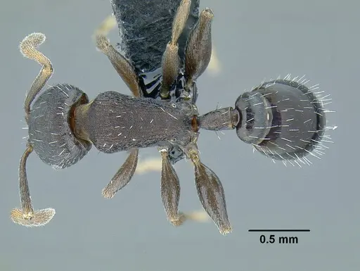Temnothorax laticrus specimen