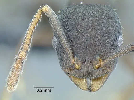 Temnothorax laticrus specimen