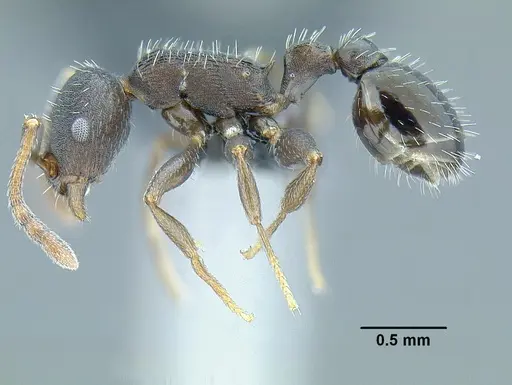 Temnothorax laticrus specimen