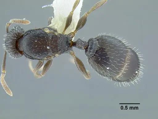 Temnothorax laticrus - MCZENT00510556