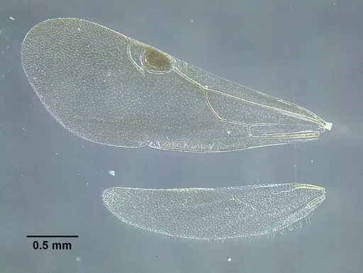Temnothorax laticrus - MCZENT00510556