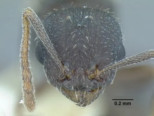 Temnothorax laticrus - MCZENT00510556