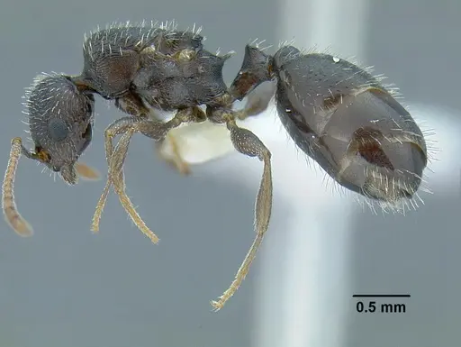 Temnothorax laticrus - MCZENT00510556